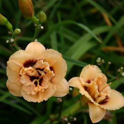 Dewy Sweet Daylily from Oakes Daylilies