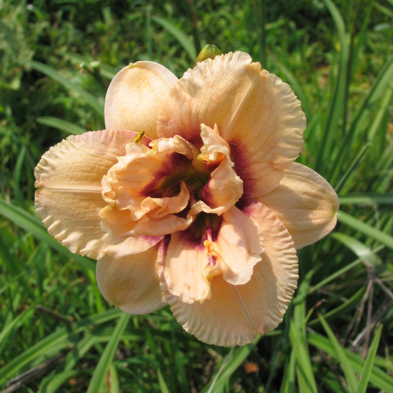 Dewy Sweet Daylily from Oakes Daylilies