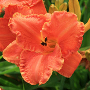 Divine Madness Daylily from Oakes Daylilies