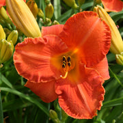 Divine Madness Daylily from Oakes Daylilies
