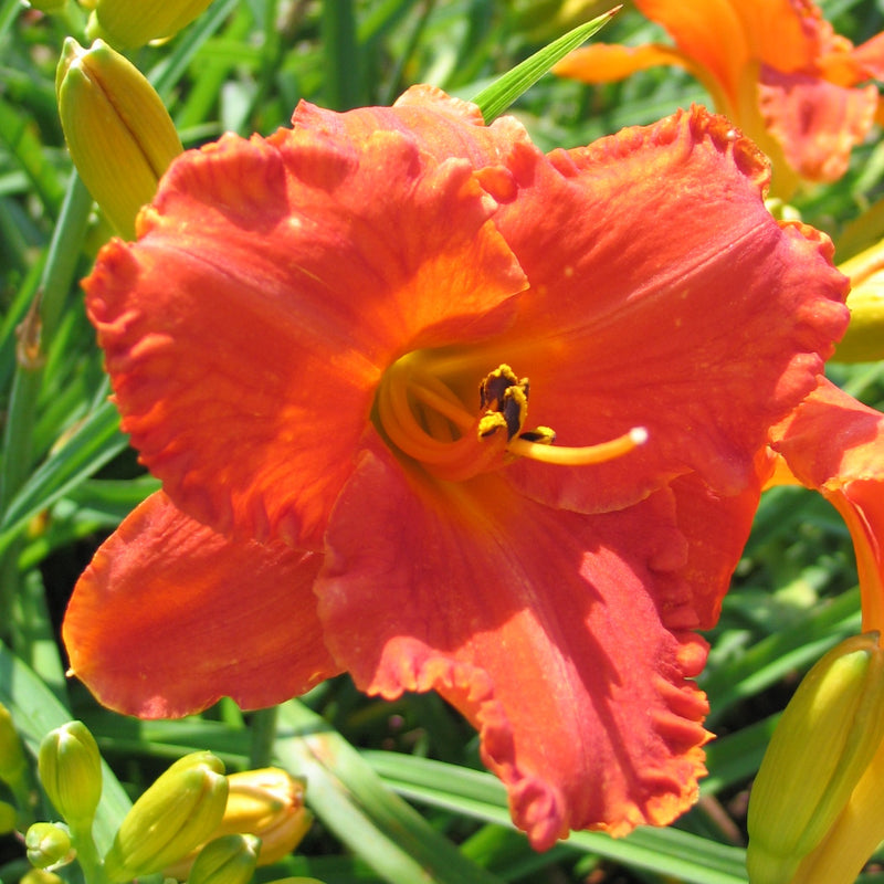 Divine Madness Daylily from Oakes Daylilies