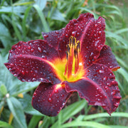 Dominic Daylily from Oakes Daylilies