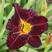 Dominic Daylily from Oakes Daylilies