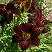 Dominic Daylily from Oakes Daylilies