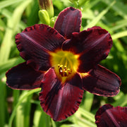 Dominic Daylily from Oakes Daylilies