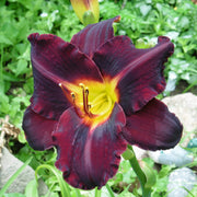 Dominic Daylily from Oakes Daylilies