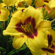 Don Stevens Daylily from Oakes Daylilies