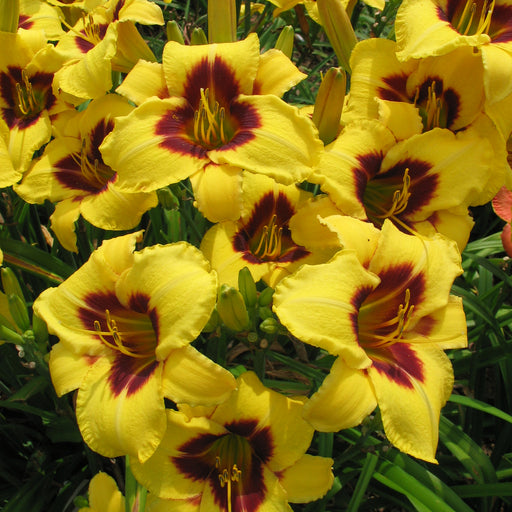 Don Stevens Daylily from Oakes Daylilies