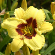 Don Stevens Daylily from Oakes Daylilies