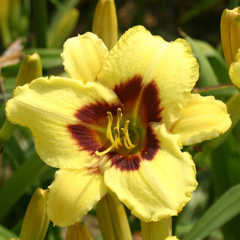 Don Stevens Daylily from Oakes Daylilies