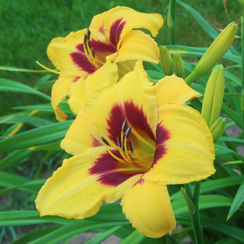 Don Stevens Daylily from Oakes Daylilies