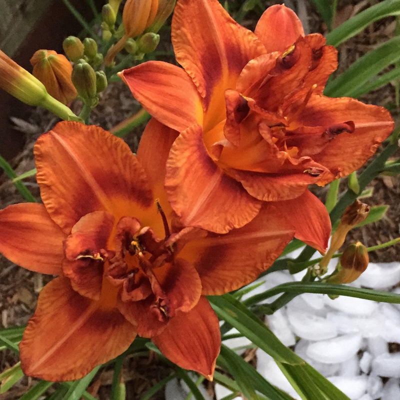 Double Bourbon Daylily from Oakes Daylilies