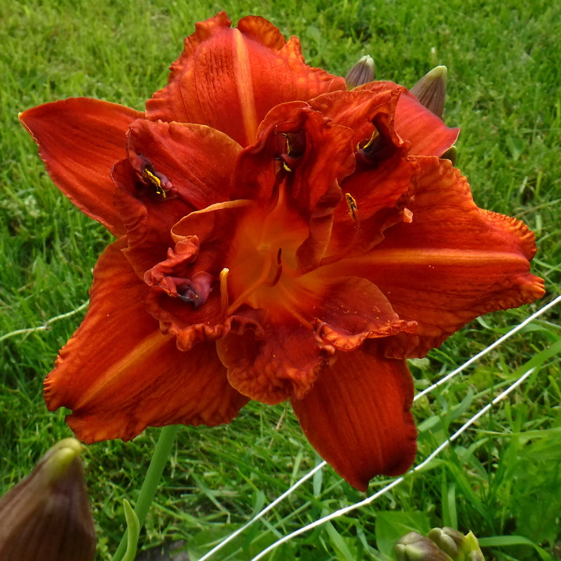 Double Bourbon Daylily from Oakes Daylilies