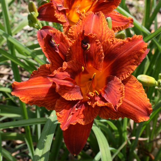 Double Bourbon Daylily from Oakes Daylilies