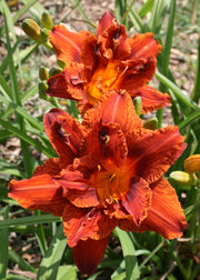 Double Bourbon Daylily from Oakes Daylilies