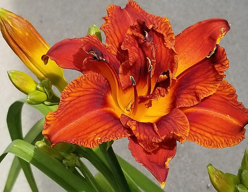 Double Bourbon Daylily from Oakes Daylilies