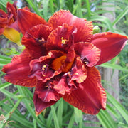 Double Bourbon Daylily from Oakes Daylilies