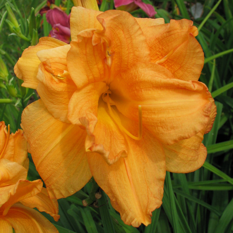 Double Melody Daylily from Oakes Daylilies