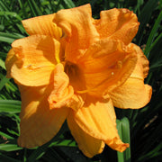 Double Melody Daylily from Oakes Daylilies
