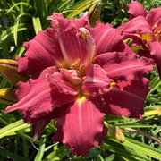 Double Pardon Me Daylily from Oakes Daylilies