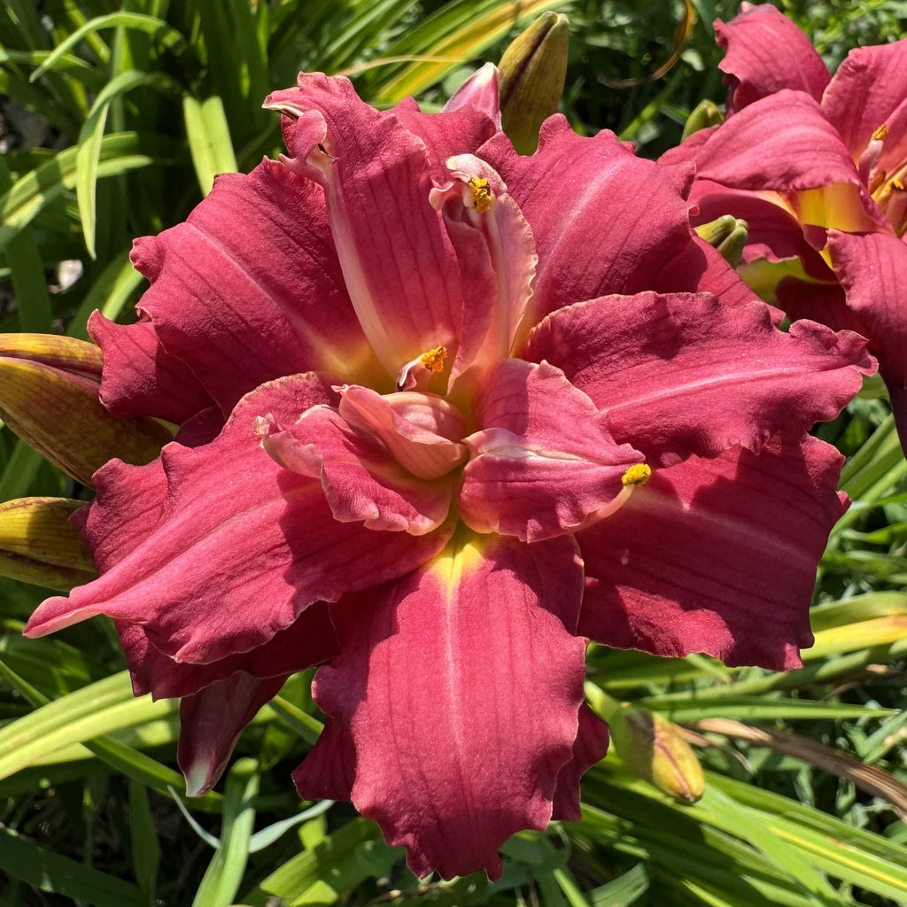 flower2DL Double Pardon Me Daylily | Prolific Double Blooms | Oakes Daylilies