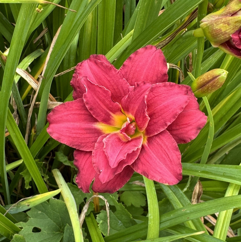 Double Daylily Collection | Delightful Double Daylilies | Oakes