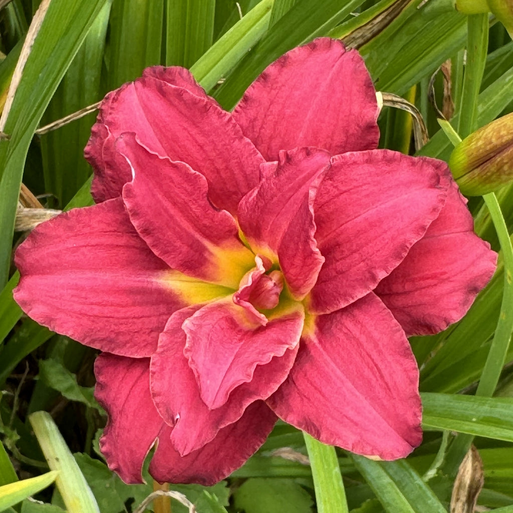 Double Pardon Me Daylily from Oakes Daylilies