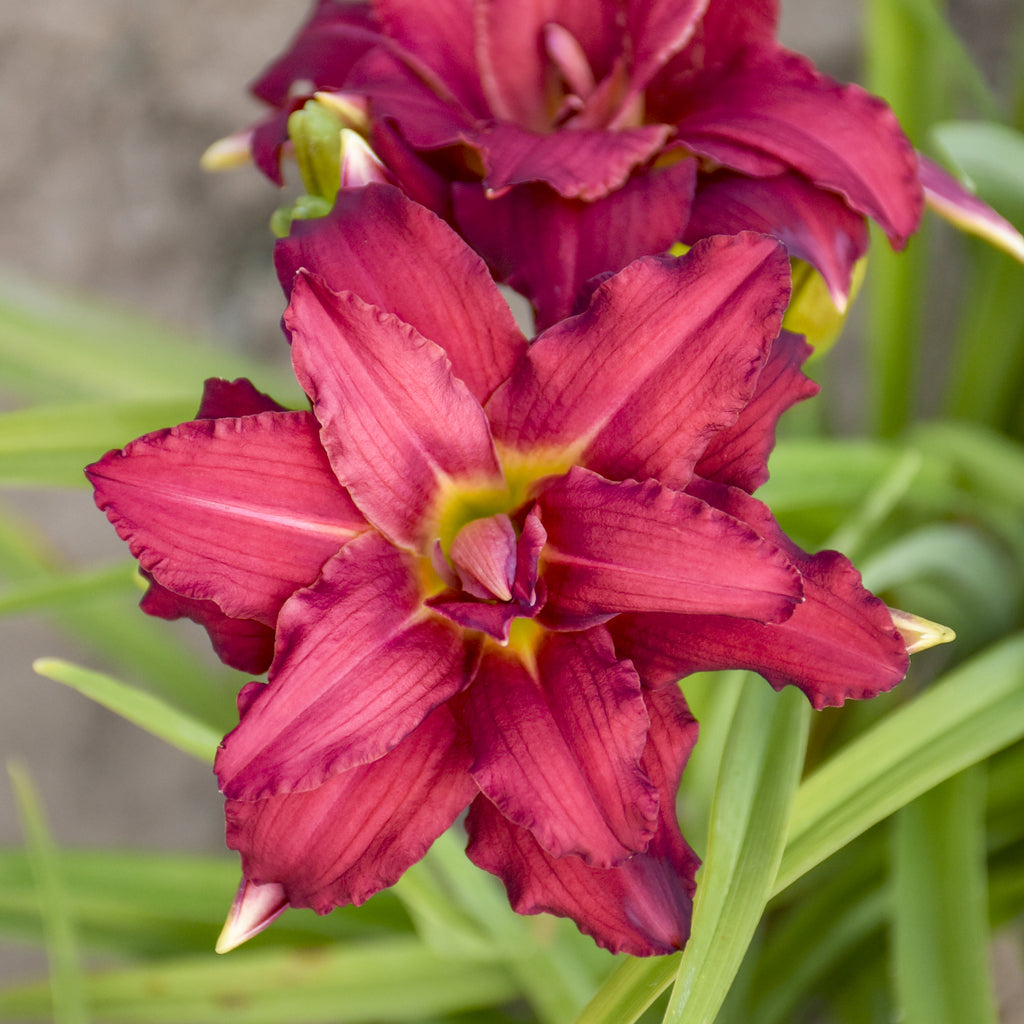 Double Pardon Me Daylily | Prolific Double Blooms | Oakes Daylilies