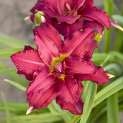 Double Pardon Me Daylily from Oakes Daylilies