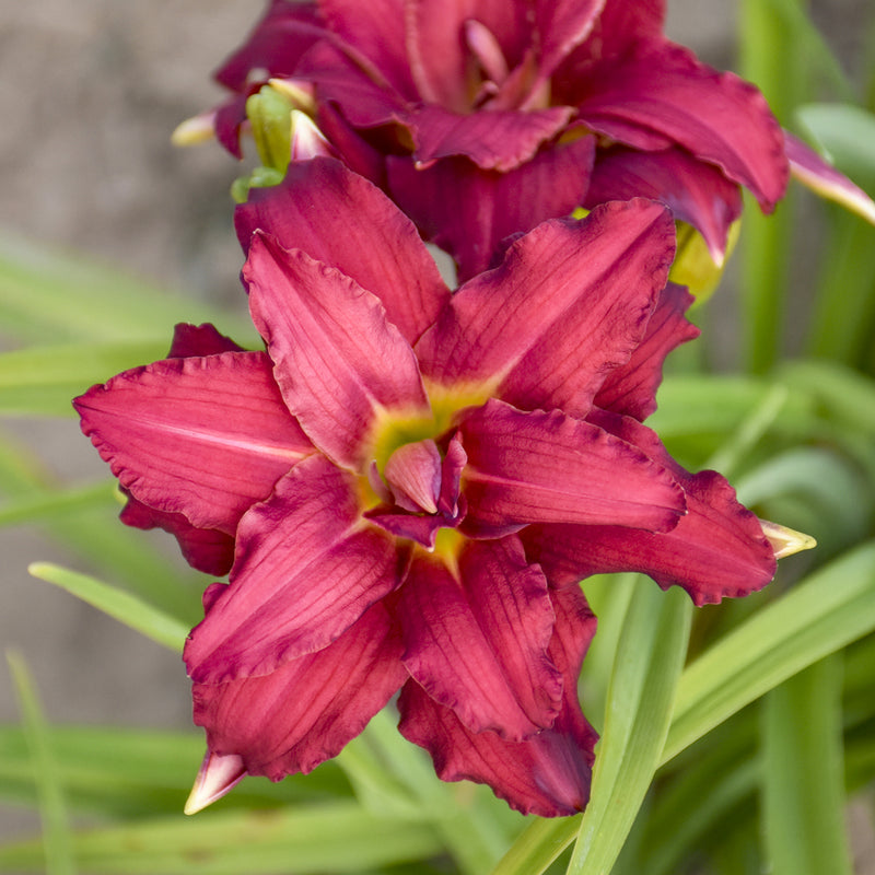 Double Pardon Me Daylily from Oakes Daylilies