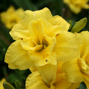 Double Sun Daylily from Oakes Daylilies