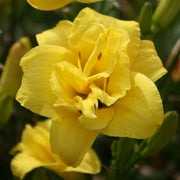 Double Sun Daylily from Oakes Daylilies