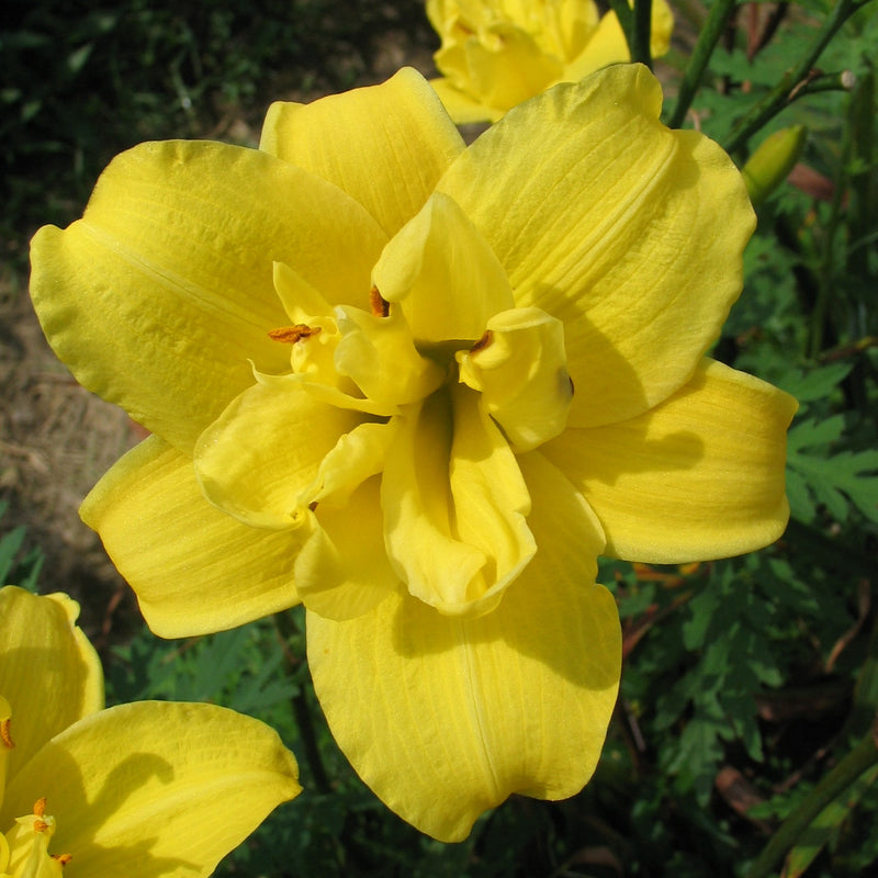 Double Sun Daylily from Oakes Daylilies