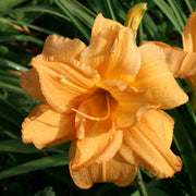 Double Melody Daylily from Oakes Daylilies