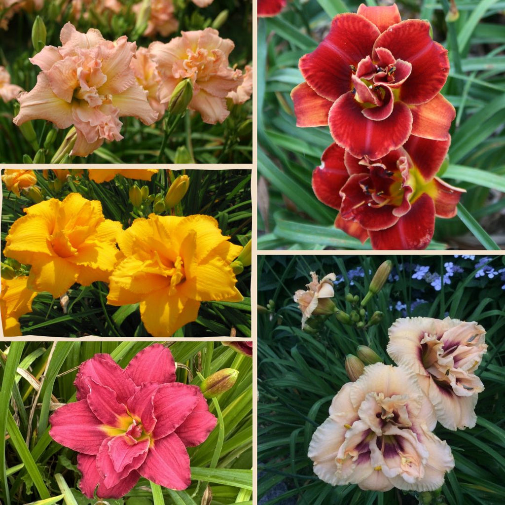 Double Daylily Collection | Delightful Double Daylilies | Oakes