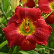 Doug's Red Mercedes Daylily from Oakes Daylilies