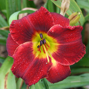 Doug's Red Mercedes Daylily from Oakes Daylilies