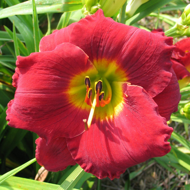 Doug's Red Mercedes Daylily from Oakes Daylilies