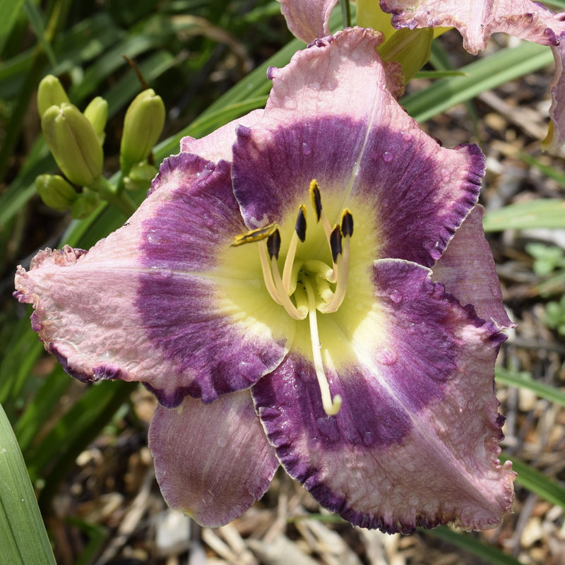 Druid's Chant Daylily from Oakes Daylilies
