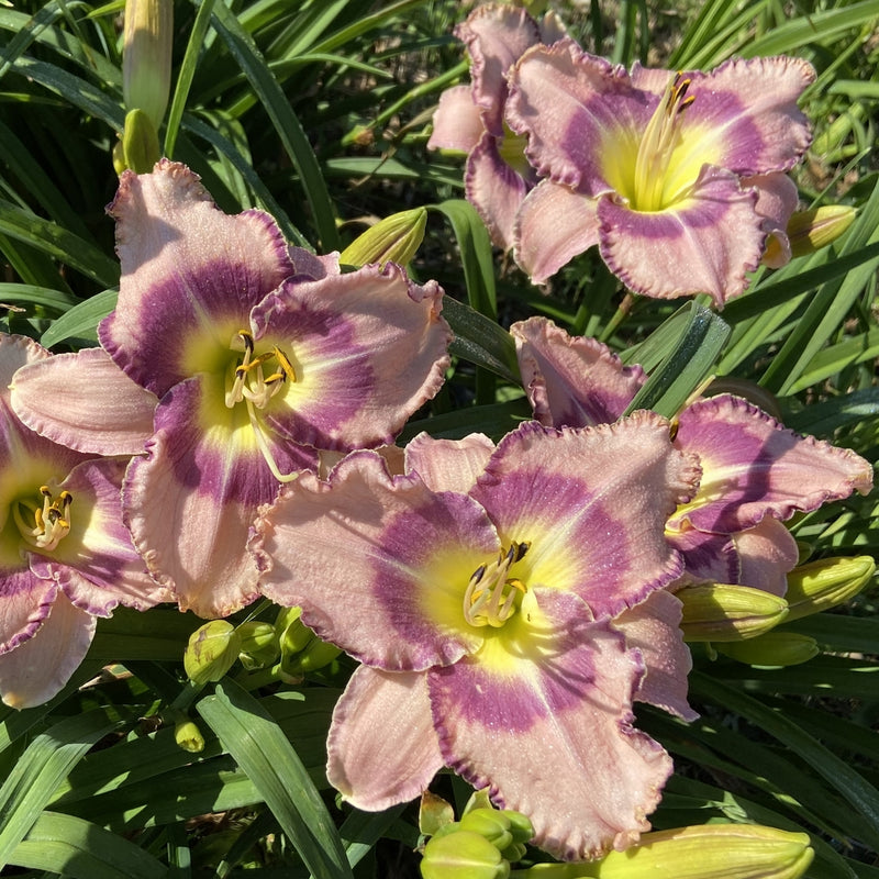 Druid's Chant Daylily from Oakes Daylilies