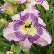 Druid's Chant Daylily from Oakes Daylilies