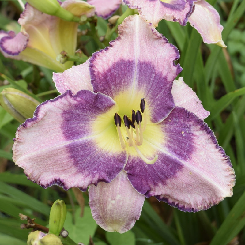 Druid's Chant Daylily from Oakes Daylilies