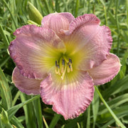 Dusty Blue Daylily from Oakes Daylilies