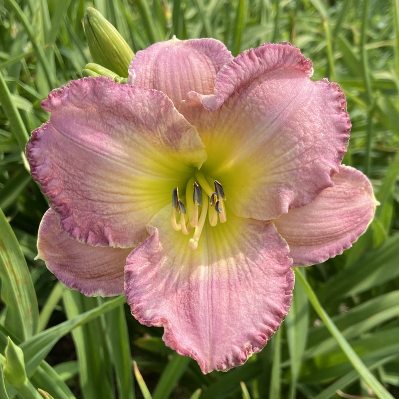 Dusty Blue Daylily from Oakes Daylilies