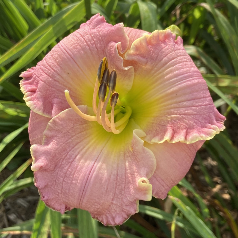 Dusty Blue Daylily from Oakes Daylilies