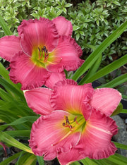 Dynamite Returns Daylily from Oakes Daylilies