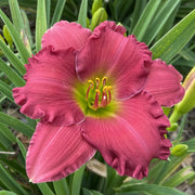 Dynamite Returns Daylily from Oakes Daylilies