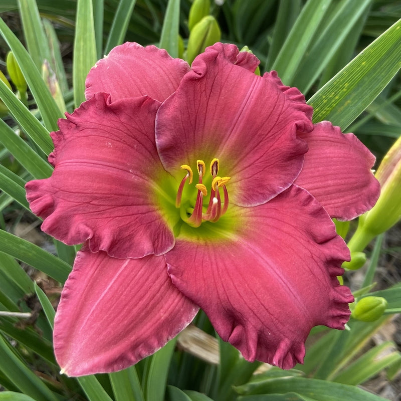 Dynamite Returns Daylily from Oakes Daylilies