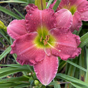 Dynamite Returns Daylily from Oakes Daylilies