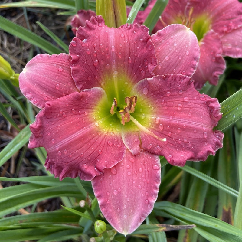 Dynamite Returns Daylily from Oakes Daylilies